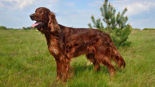 Irish store setter hair